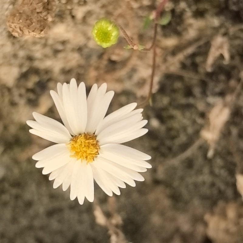 Galinsogeopsis turneri