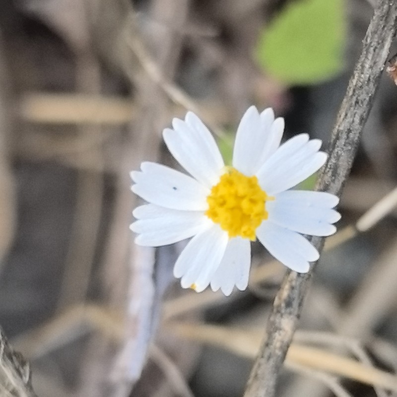 Galinsogeopsis turneri photo 2