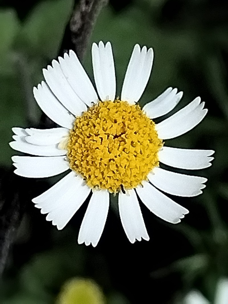 Galinsogeopsis turneri photo 3