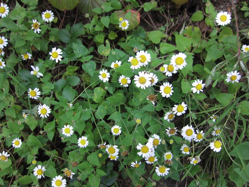 Galinsogeopsis turneri photo 4