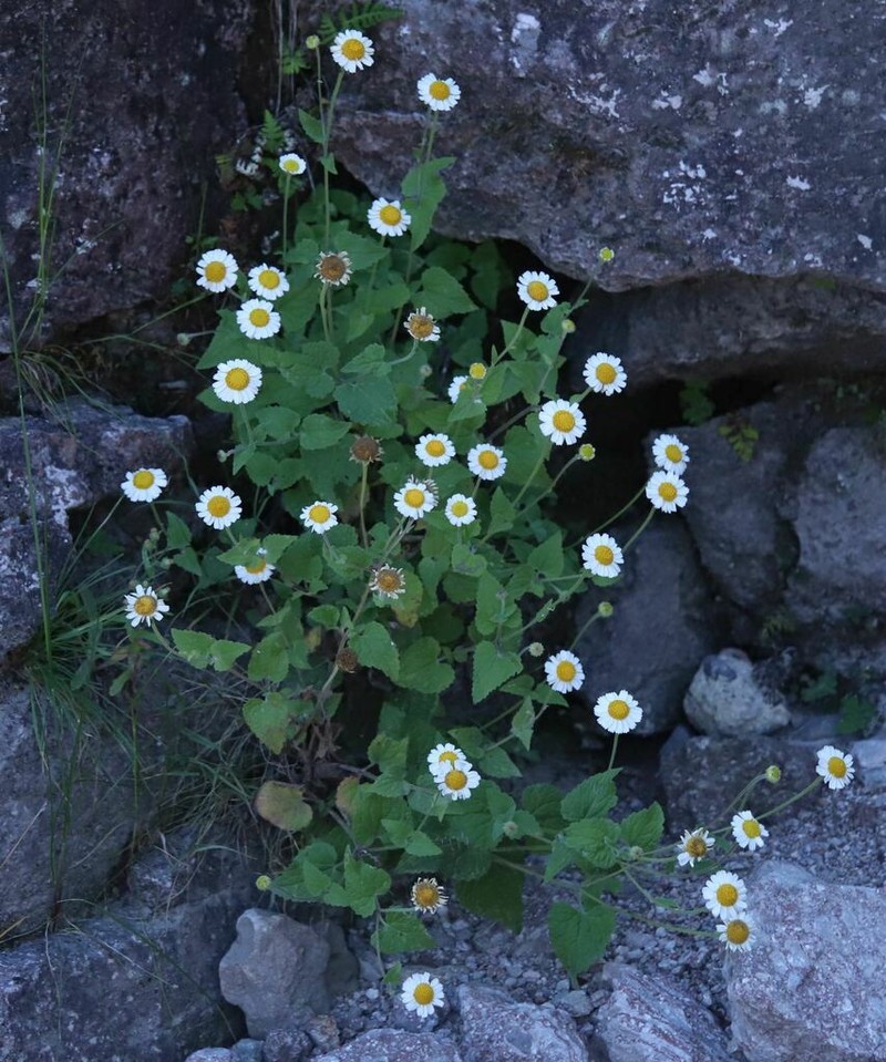 Galinsogeopsis turneri photo 5