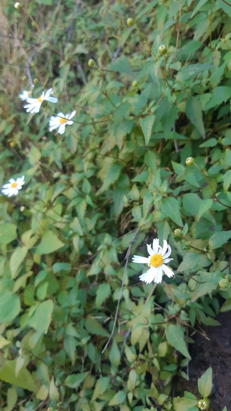 Galinsogeopsis turneri photo 6