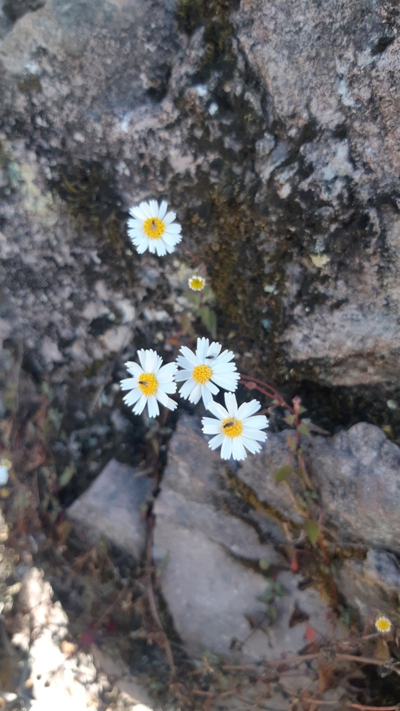 Galinsogeopsis turneri photo 7