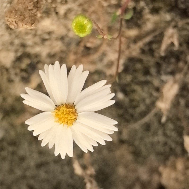Galinsogeopsis turneri photo 8