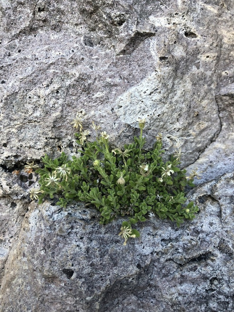 Galinsogeopsis vigilans