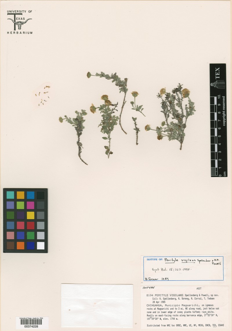 Galinsogeopsis vigilans photo 2