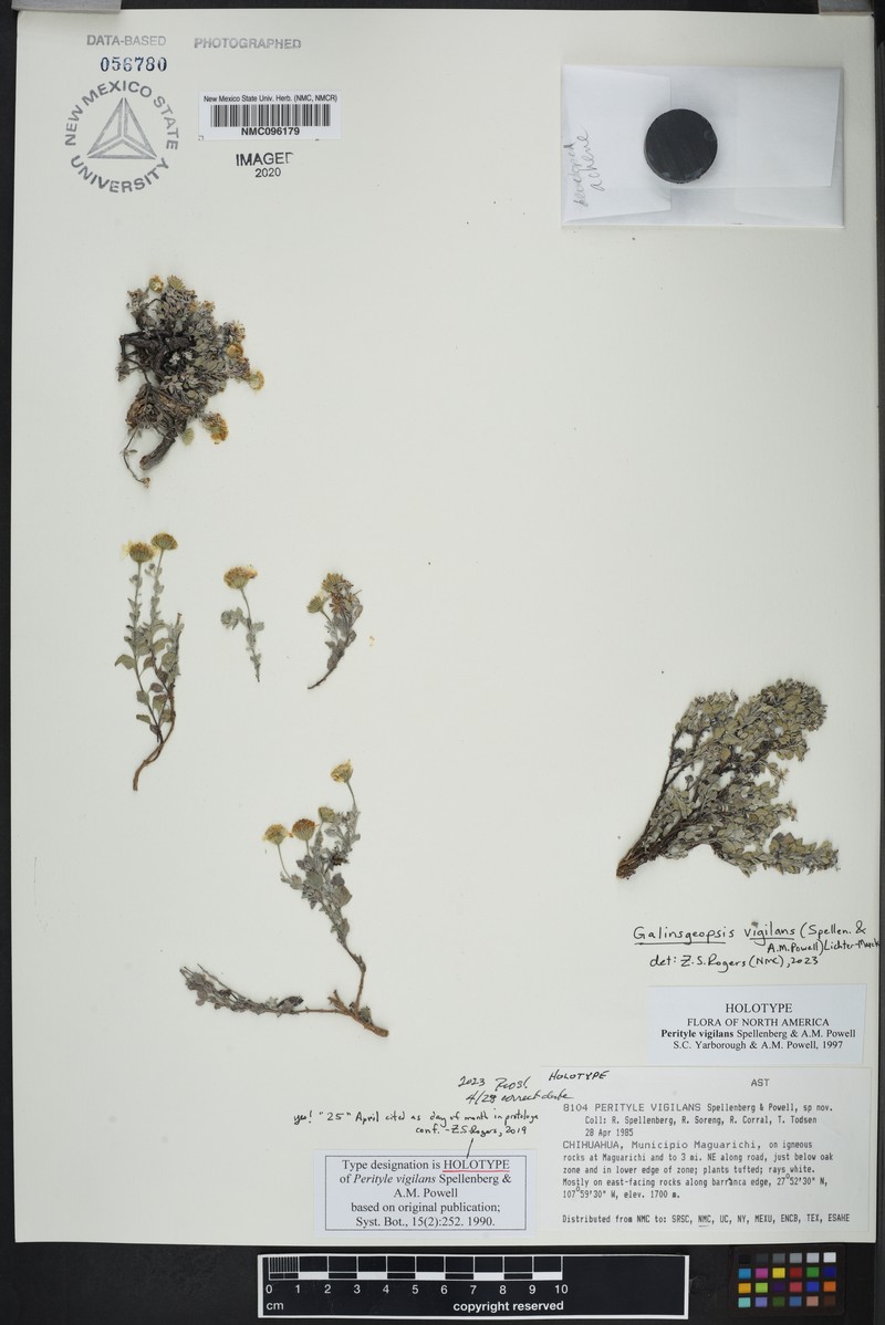 Galinsogeopsis vigilans photo 3