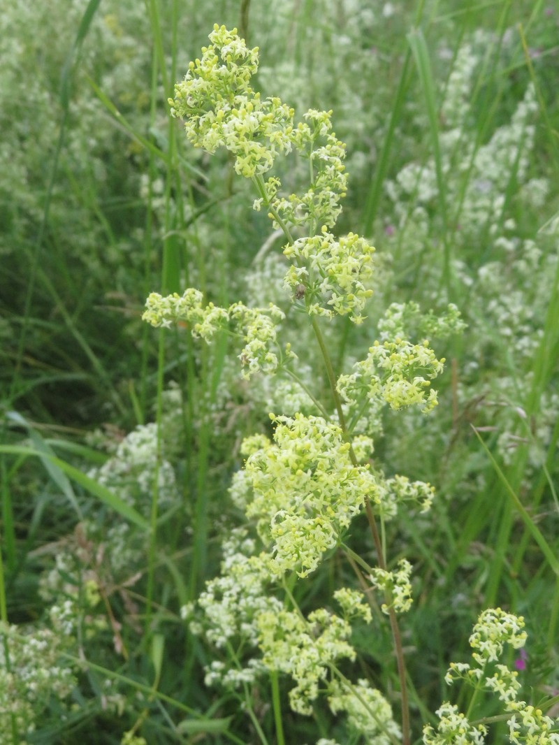 Yolla Bolly Bedstraw