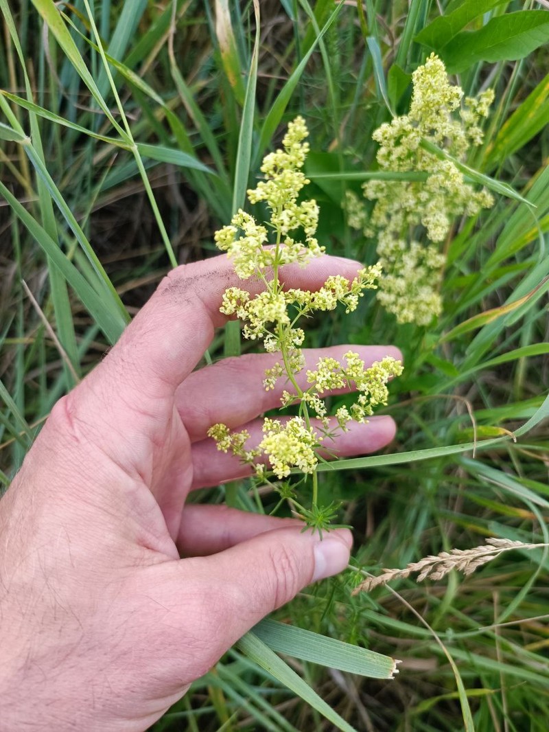 Yolla Bolly Bedstraw photo 2