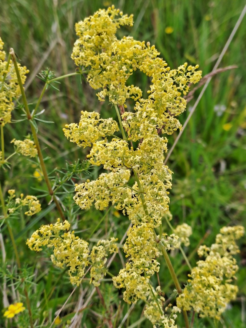 Yolla Bolly Bedstraw photo 3