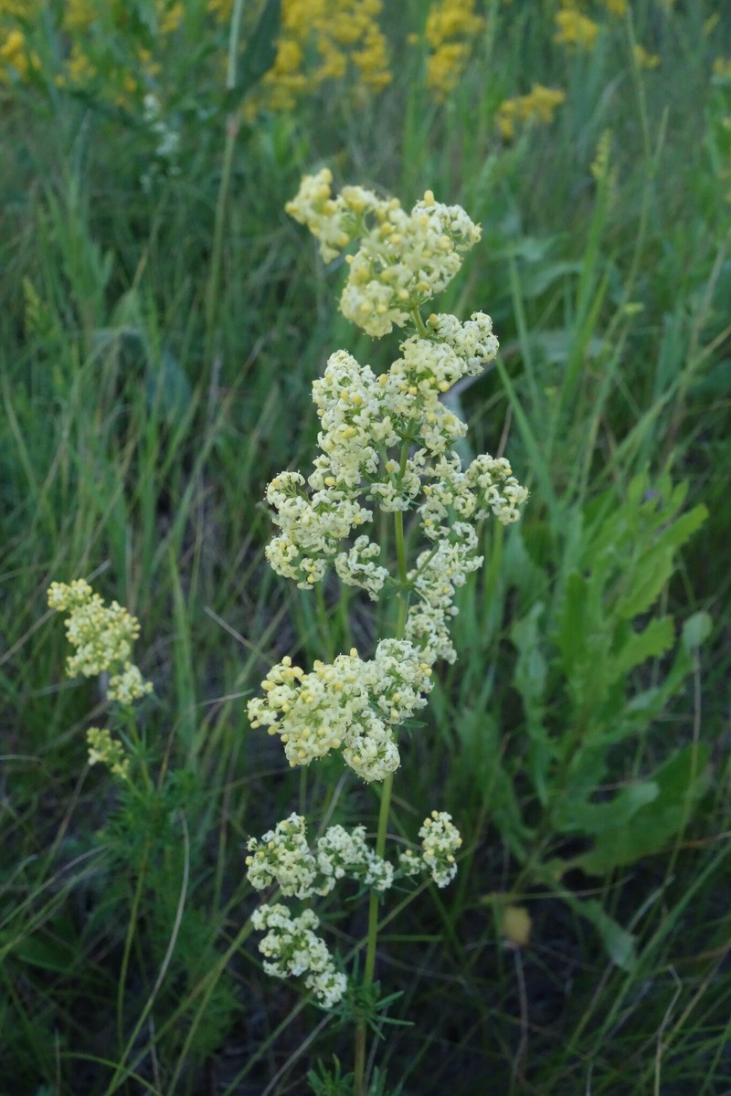 Yolla Bolly Bedstraw photo 4