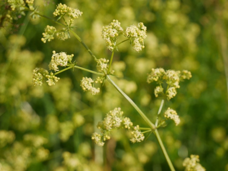 Yolla Bolly Bedstraw photo 5