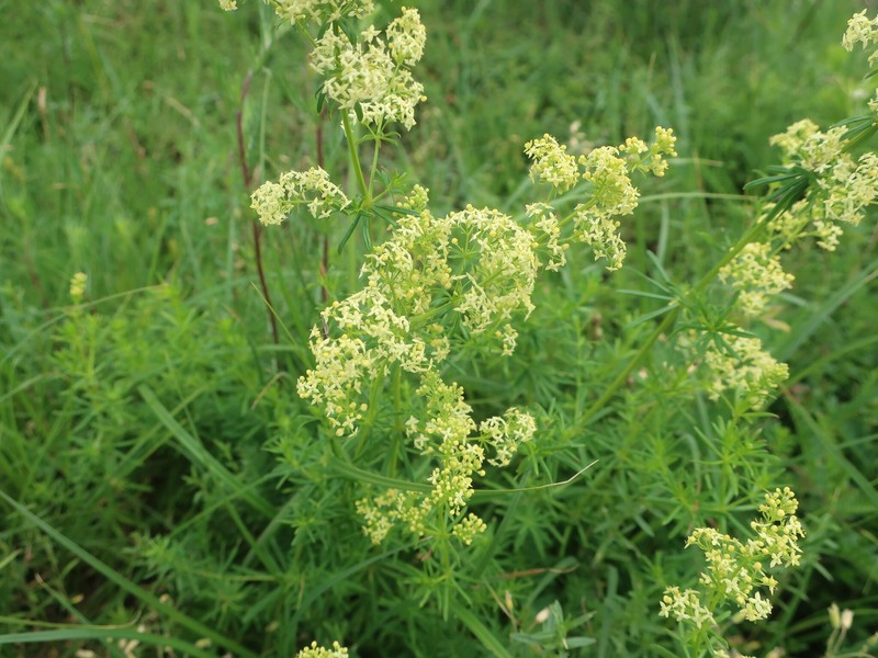Yolla Bolly Bedstraw photo 6