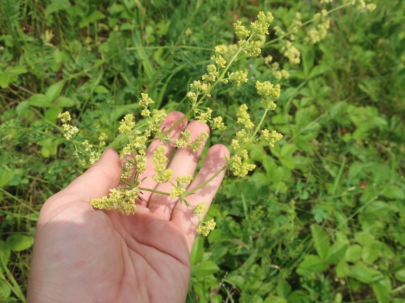 Yolla Bolly Bedstraw photo 7