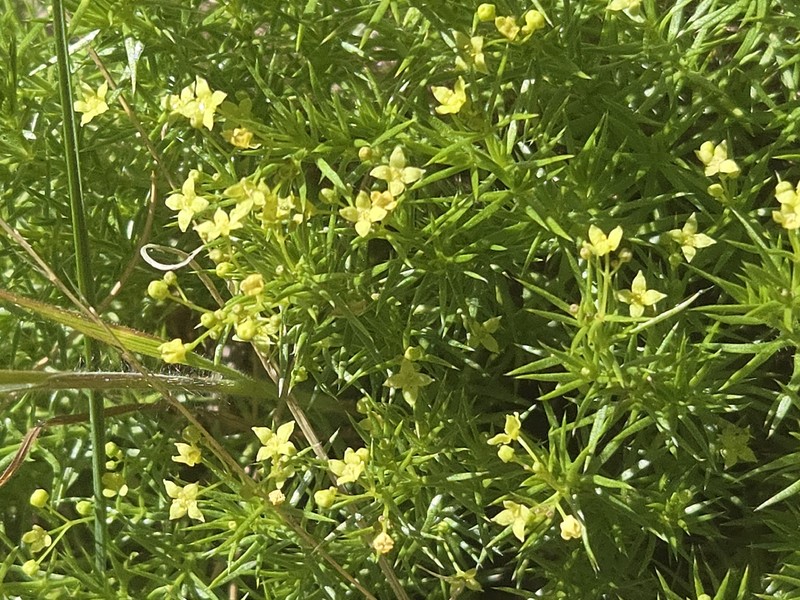 Galium andrewsii subsp. andrewsii