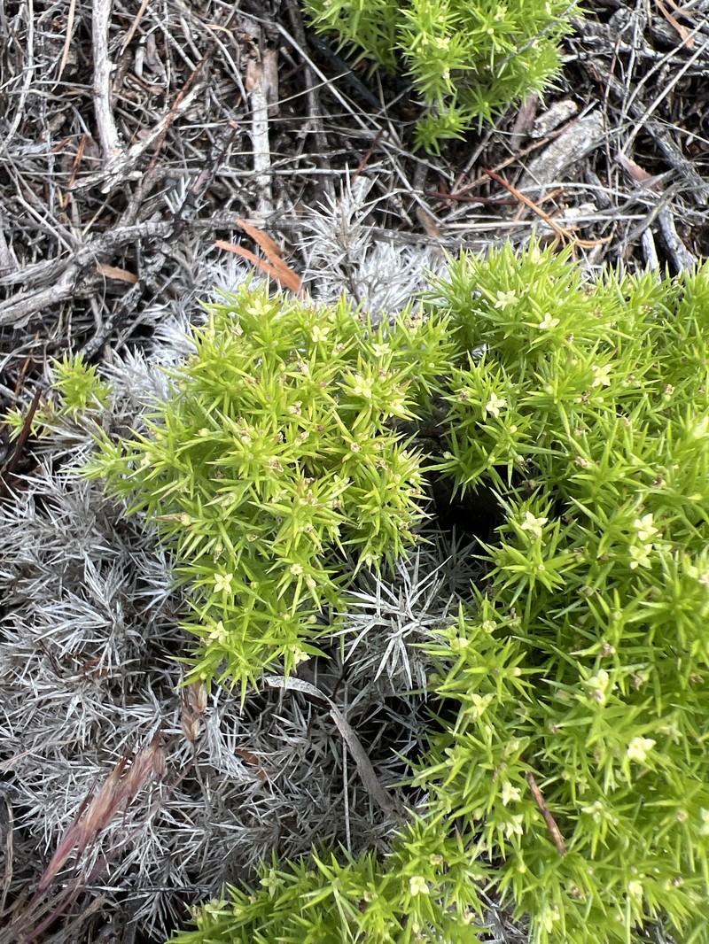 Galium andrewsii subsp. andrewsii photo 2