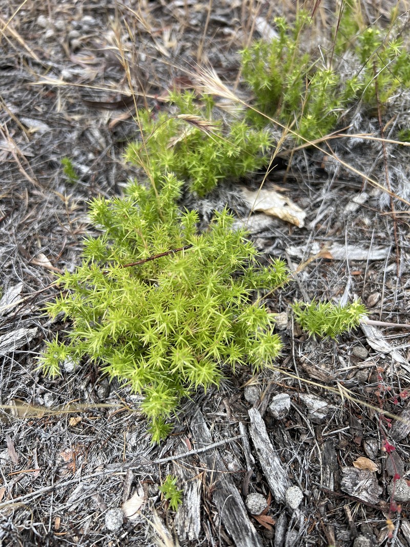 Galium andrewsii subsp. andrewsii photo 3