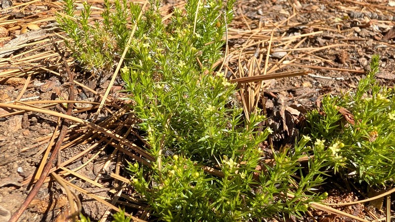 Galium andrewsii subsp. andrewsii photo 4
