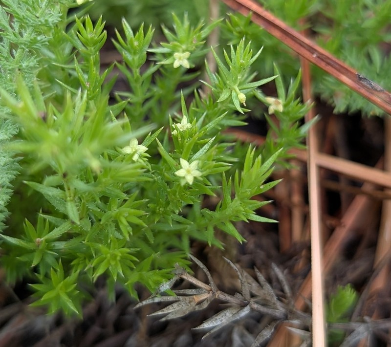 Galium andrewsii subsp. andrewsii photo 5