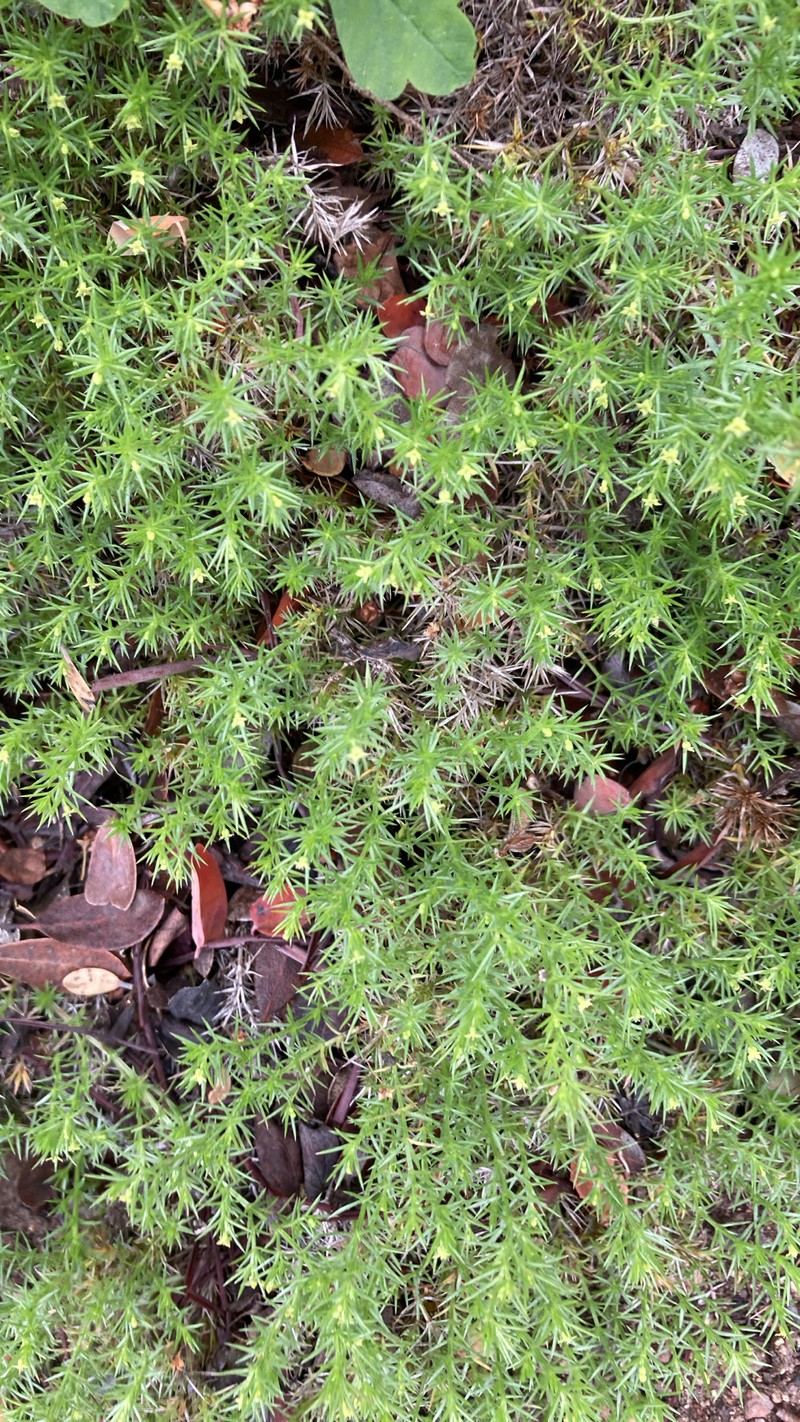 Galium andrewsii subsp. andrewsii photo 6