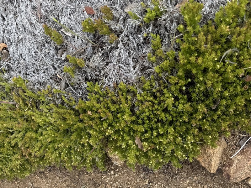 Galium andrewsii subsp. andrewsii photo 7