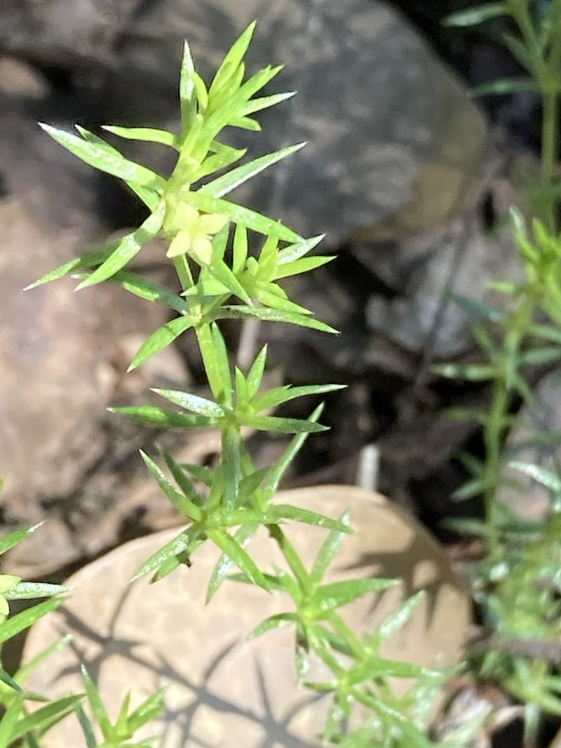 Galium andrewsii subsp. andrewsii photo 8