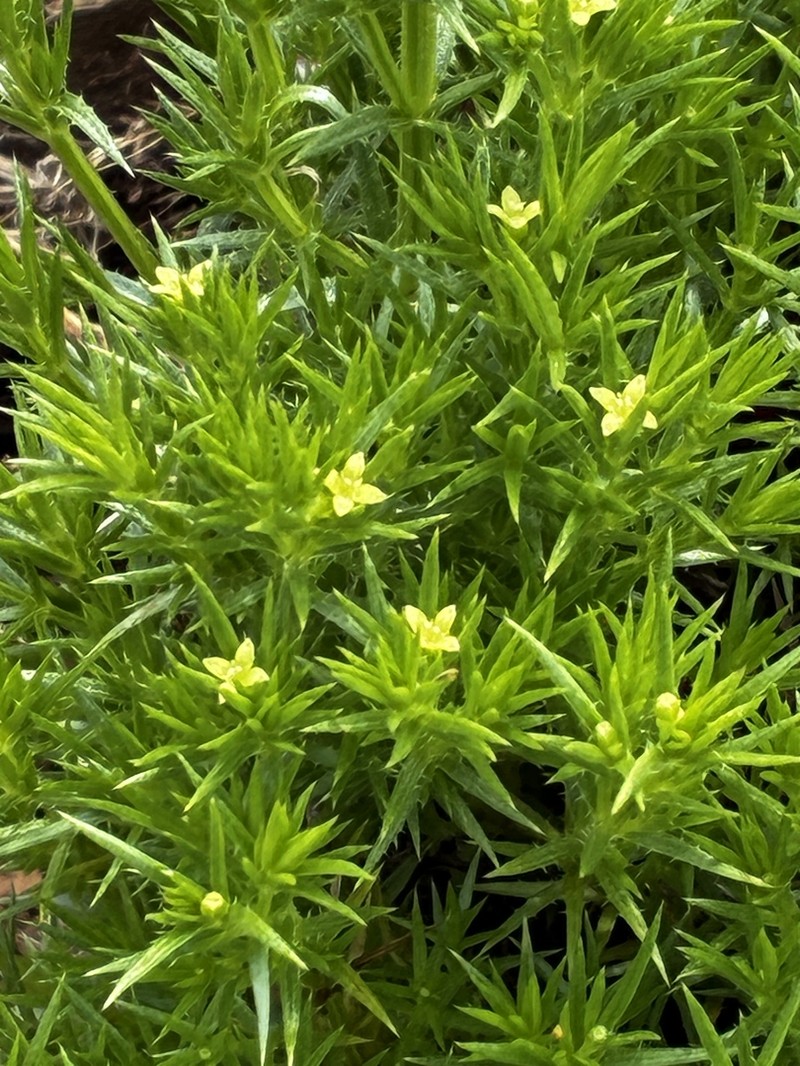 Galium andrewsii subsp. gatense