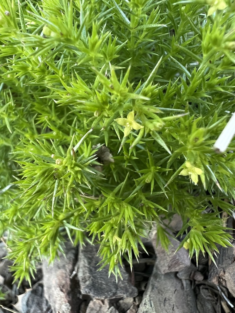 Galium andrewsii subsp. gatense photo 2