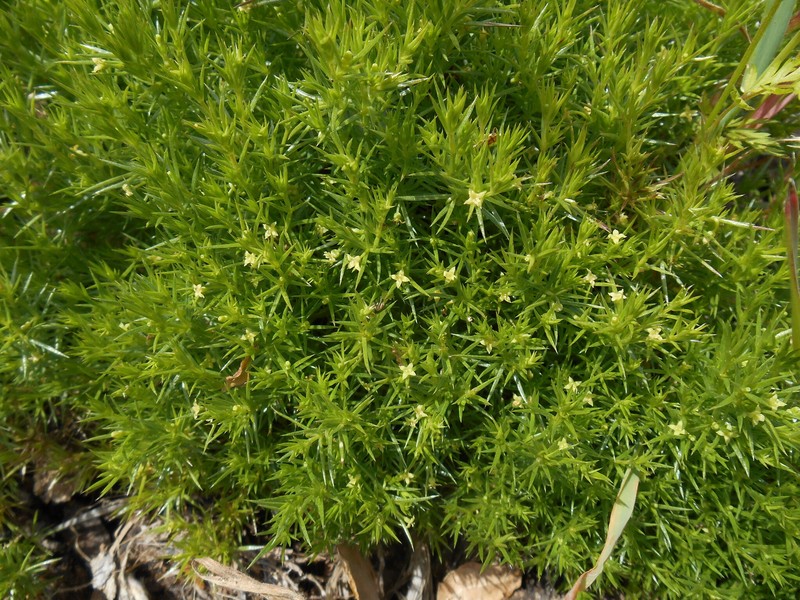 Galium andrewsii subsp. gatense photo 3