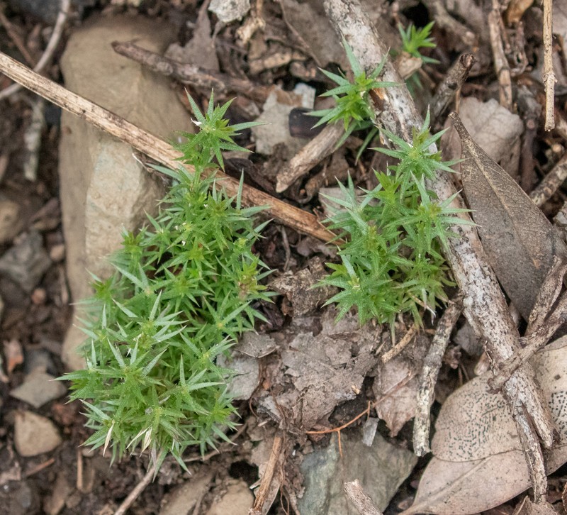 Galium andrewsii subsp. gatense photo 4