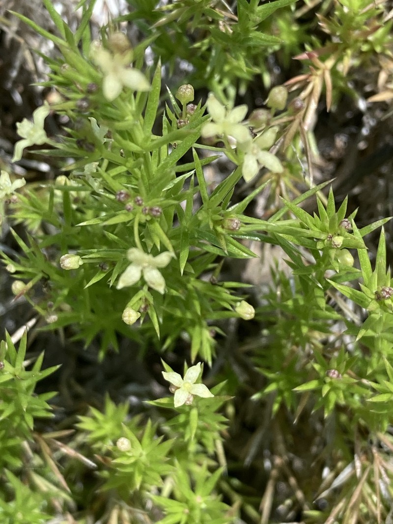 Galium andrewsii subsp. gatense photo 5