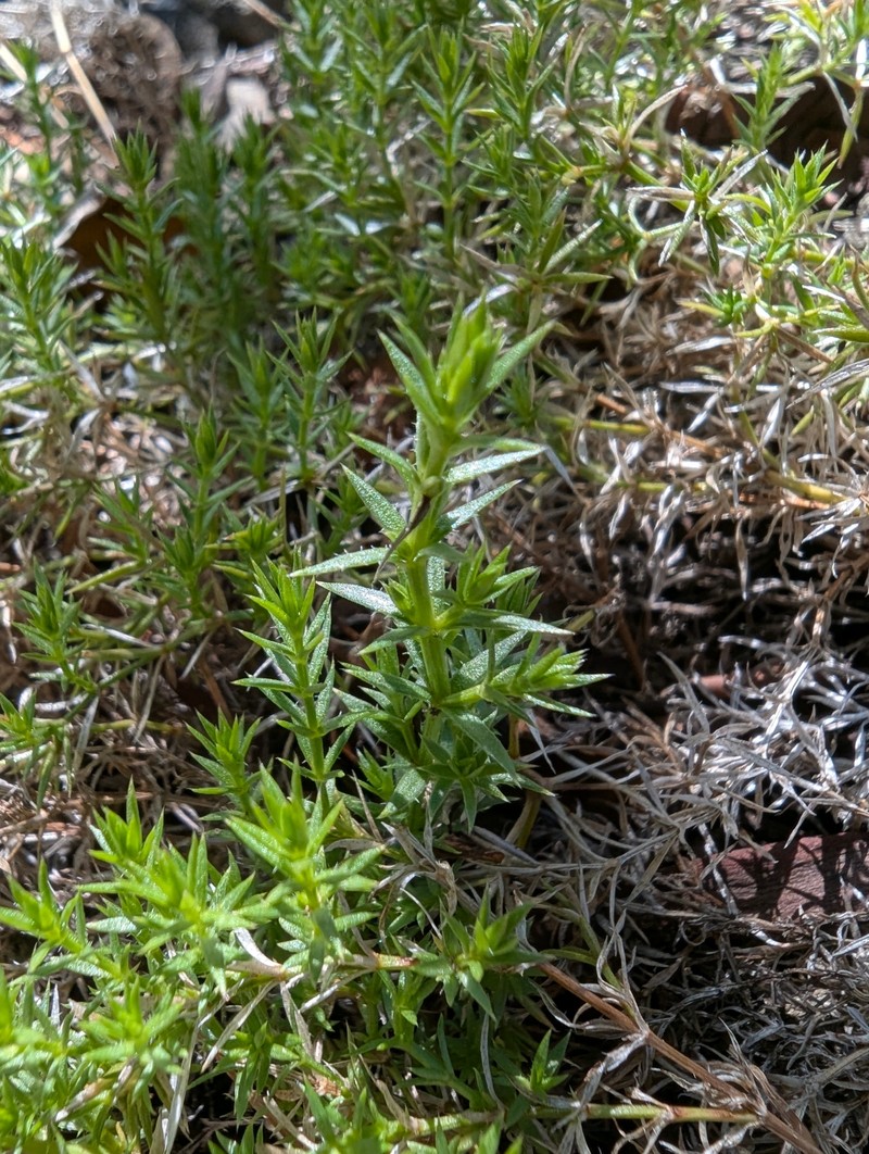 Galium andrewsii subsp. gatense photo 6