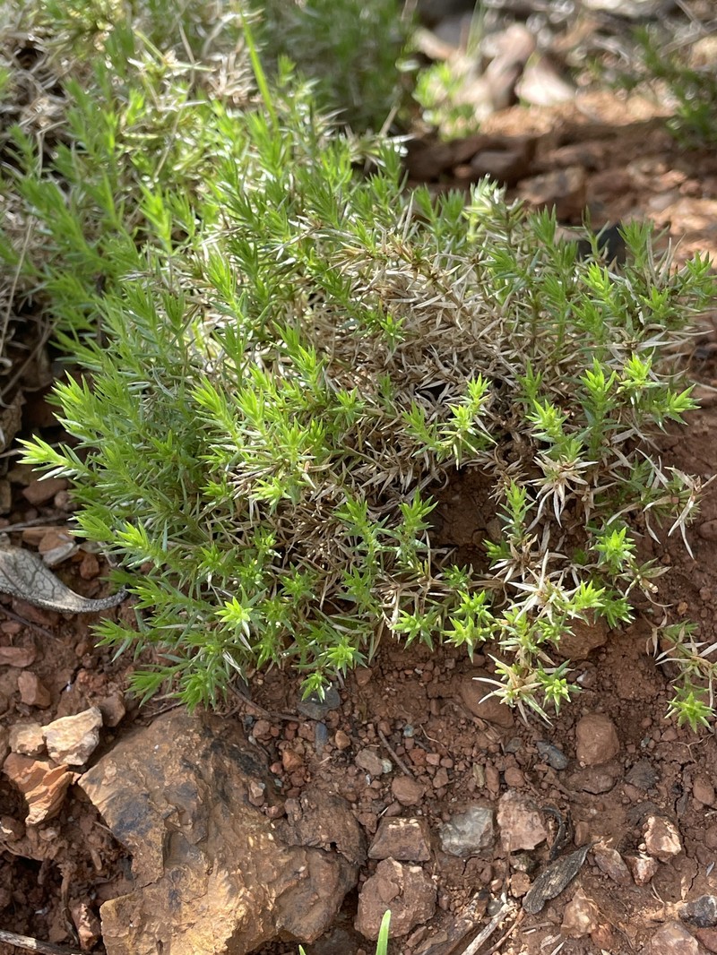 Galium andrewsii subsp. gatense photo 7