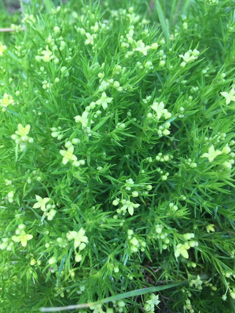 Galium andrewsii subsp. gatense photo 8