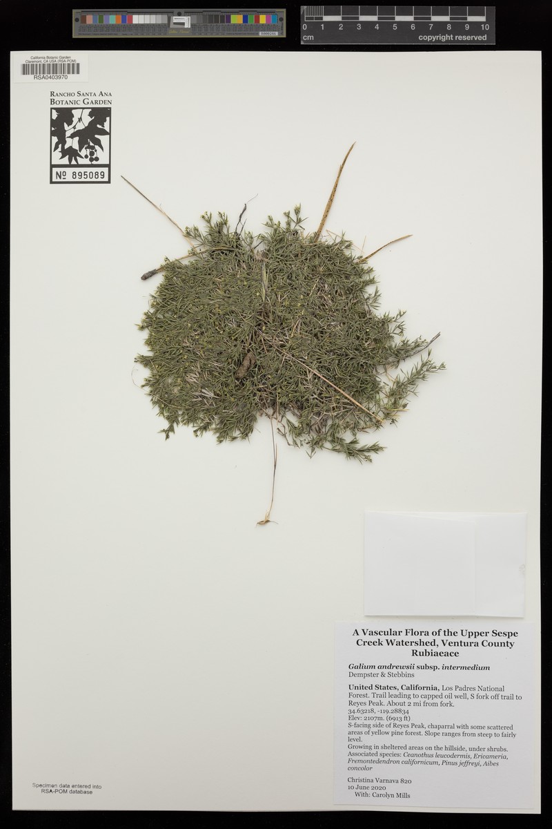 Galium andrewsii subsp. intermedium