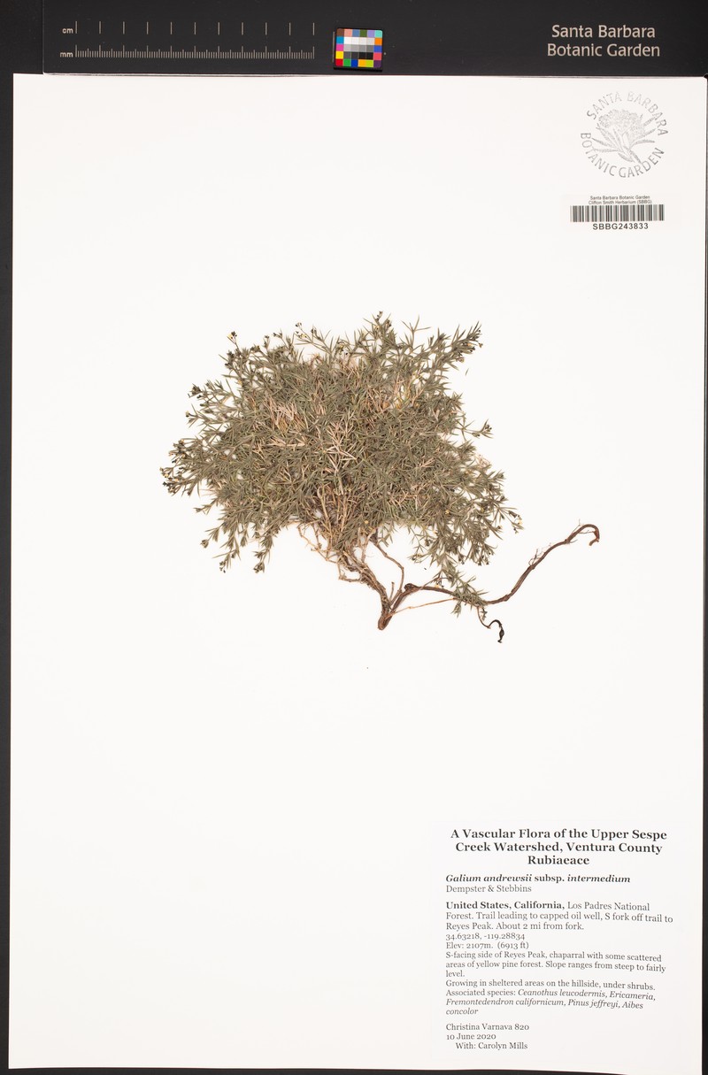 Galium andrewsii subsp. intermedium photo 2