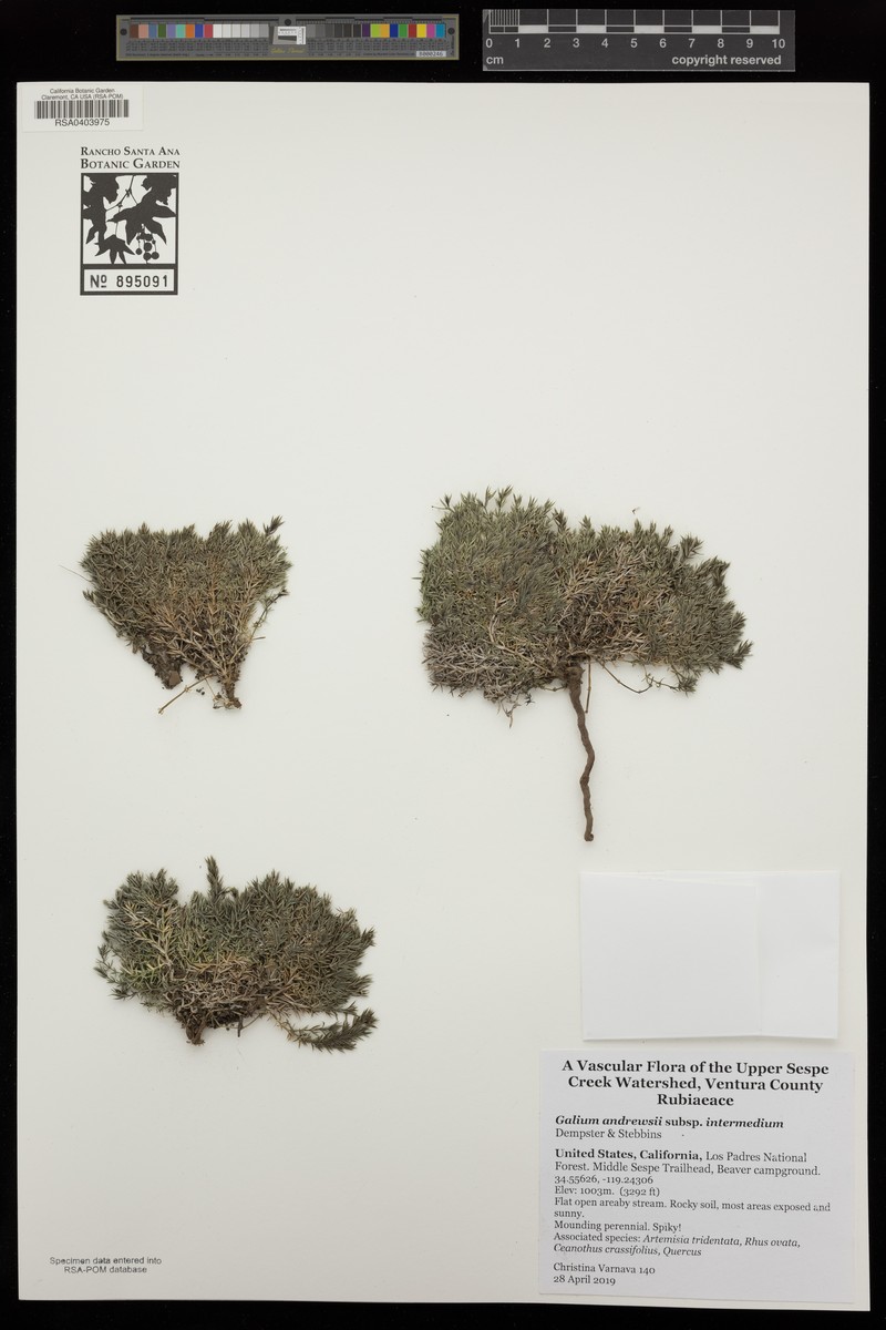 Galium andrewsii subsp. intermedium photo 3
