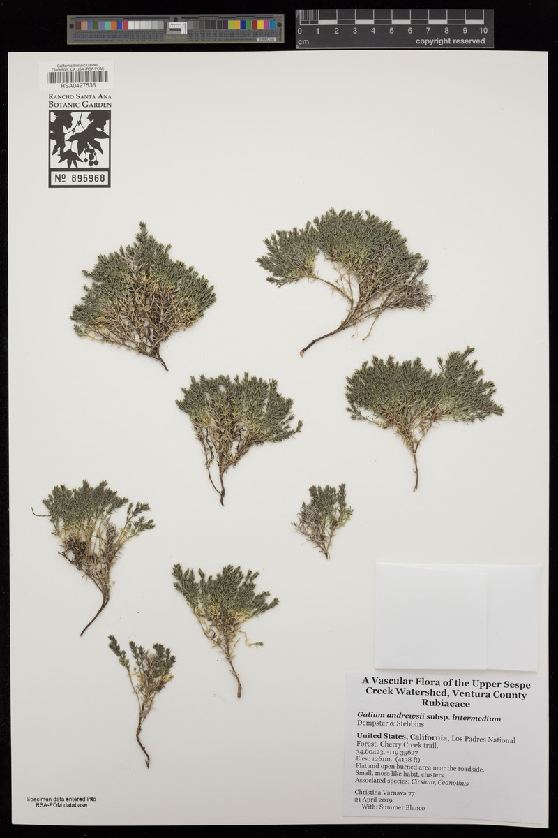 Galium andrewsii subsp. intermedium photo 4