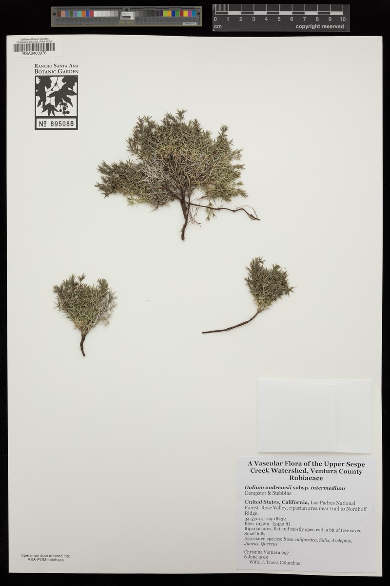 Galium andrewsii subsp. intermedium photo 5
