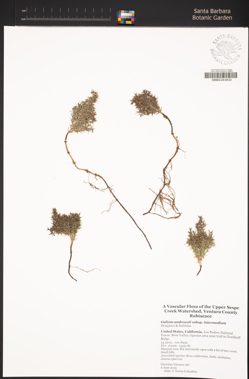 Galium andrewsii subsp. intermedium photo 6