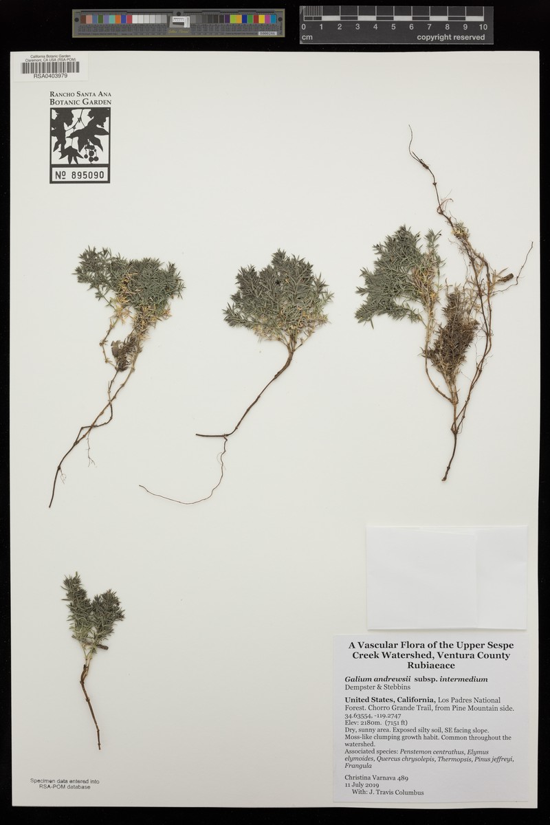 Galium andrewsii subsp. intermedium photo 7