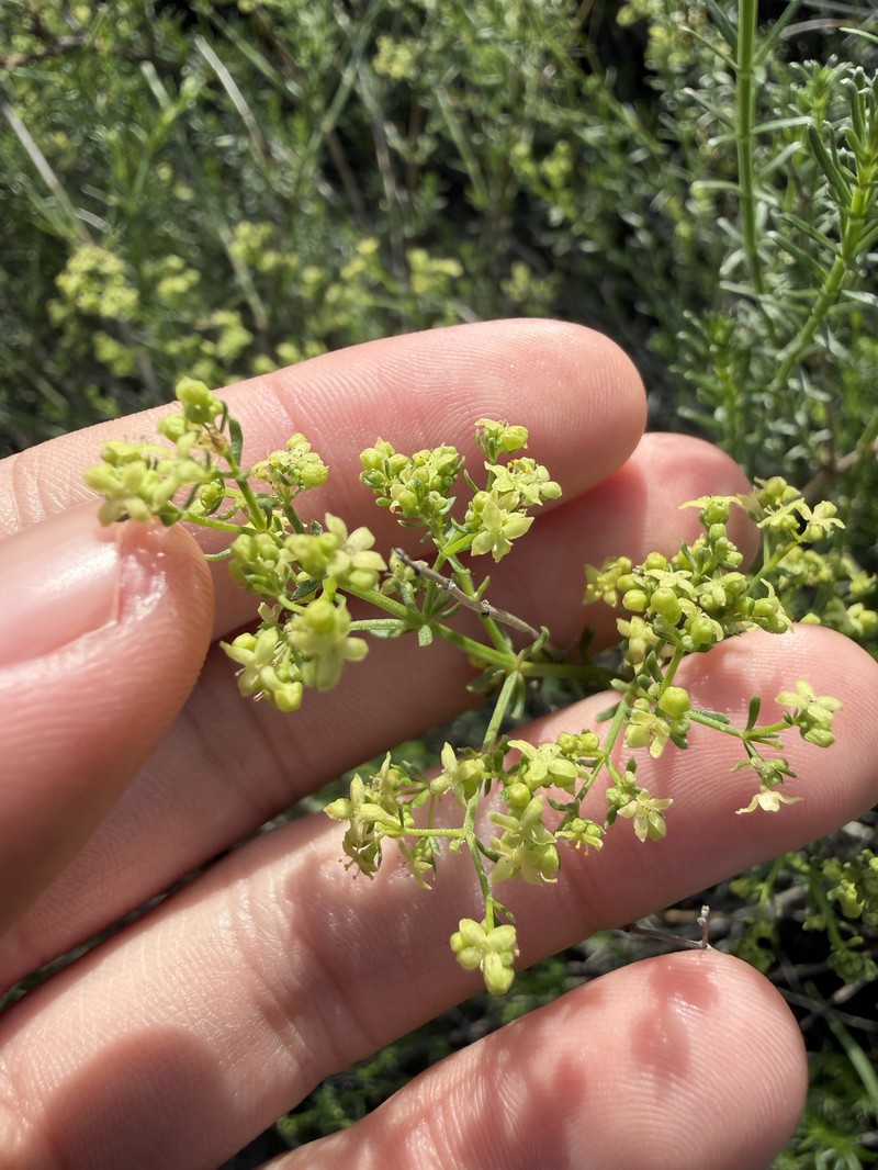 Galium angustifolium subsp. angustifolium