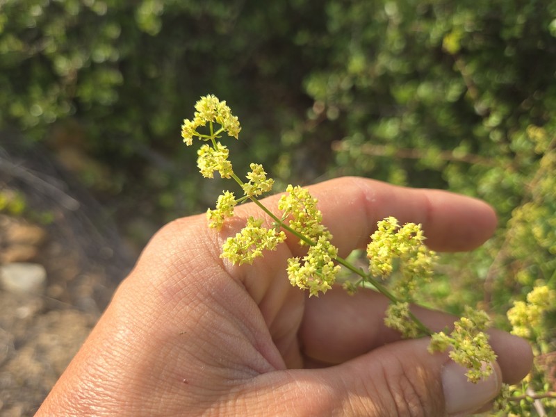 Galium angustifolium subsp. angustifolium photo 2