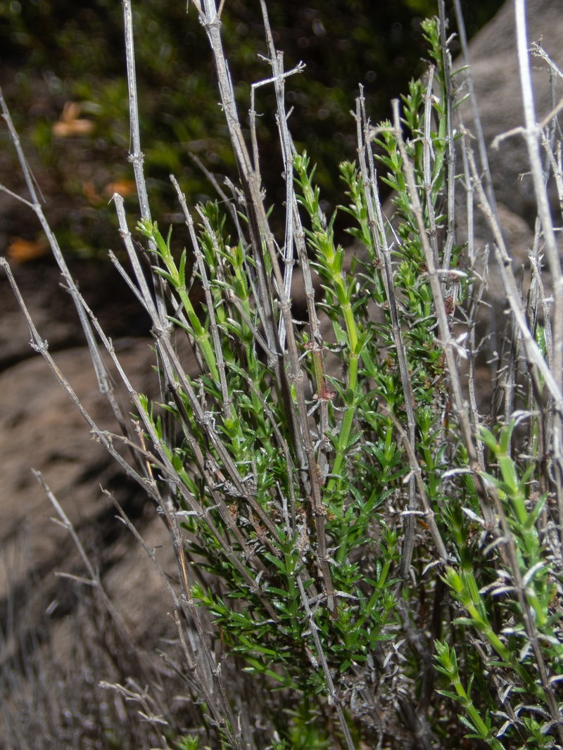 Galium angustifolium subsp. angustifolium photo 3