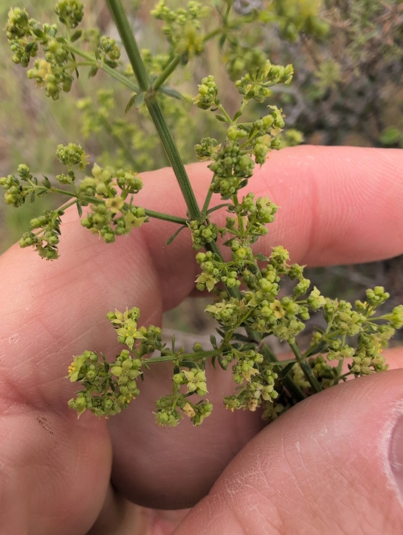 Galium angustifolium subsp. angustifolium photo 4