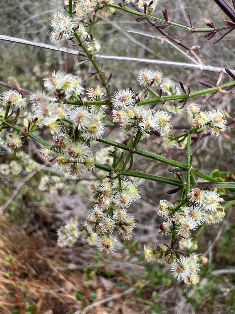 Galium angustifolium subsp. angustifolium photo 5