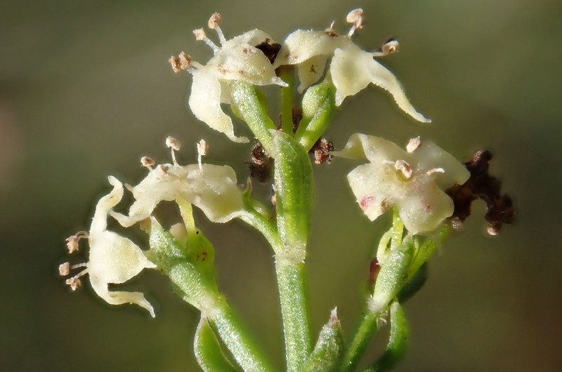 Galium angustifolium subsp. angustifolium photo 6