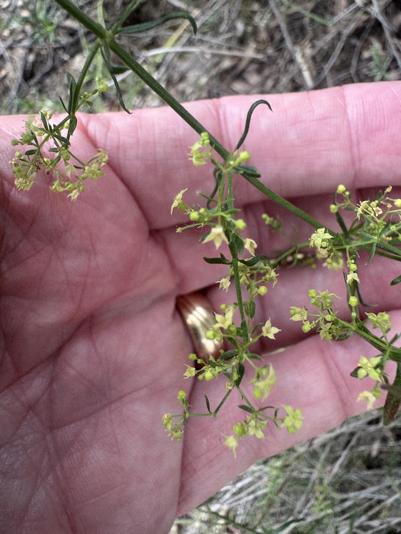 Galium angustifolium subsp. angustifolium photo 7