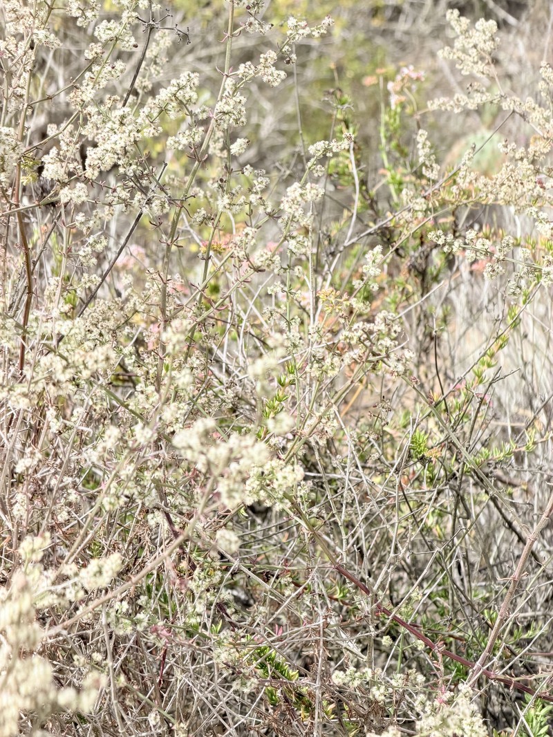 Galium angustifolium subsp. angustifolium photo 8