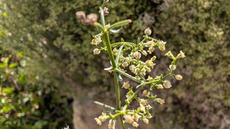 Galium angustifolium subsp. borregoense
